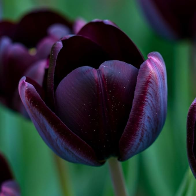 Pre-Chilled Tulip Bulbs – Set of 4 Bulbs | Ready to Force Indoors or Plant Outdoors (Queen iof th Night)
