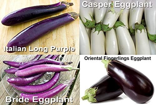 Please Read This is A Mix 30 Eggplant Mix Seeds 11 Varieties Heirloom Non-GMO Aubergine, Asian, European, Italian, White, Profilic, Super Delicious, from USA Solanum melongena