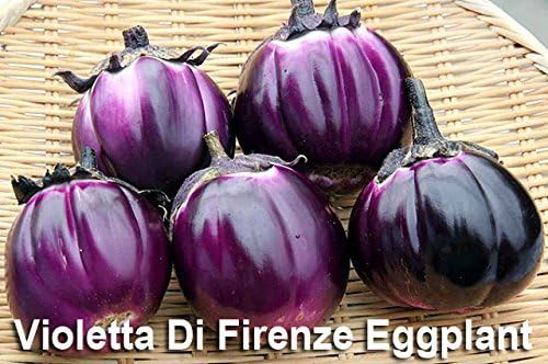 Please Read This is A Mix 30 Eggplant Mix Seeds 11 Varieties Heirloom Non-GMO Aubergine, Asian, European, Italian, White, Profilic, Super Delicious, from USA Solanum melongena