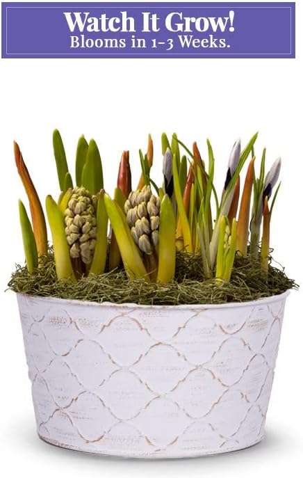 From You Flowers - Daffodil Sunshine Bulb Garden for Birthday, Anniversary, Get Well or Celebration