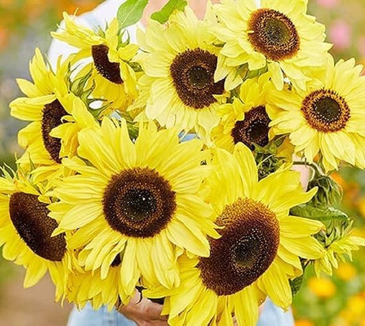 Yellow Sunflower Seeds for Planting - 25 Heirloom Non GMO Lemon Queen Flower Seeds Plant & Grow Home Outdoor Annual Garden - 1 Packet