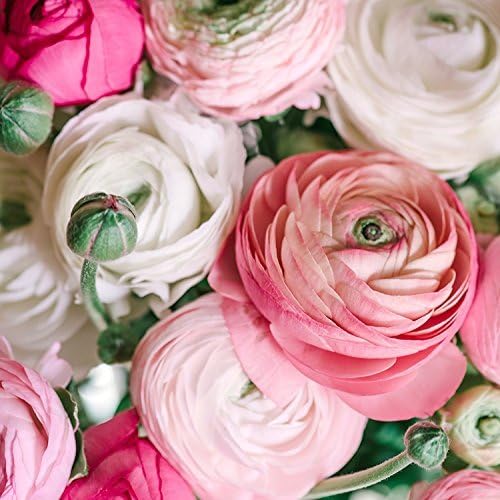 Ranunculus Pastel Mix - Persian Buttercup Bulbs (Not Seeds) - 10 XL Bulbs