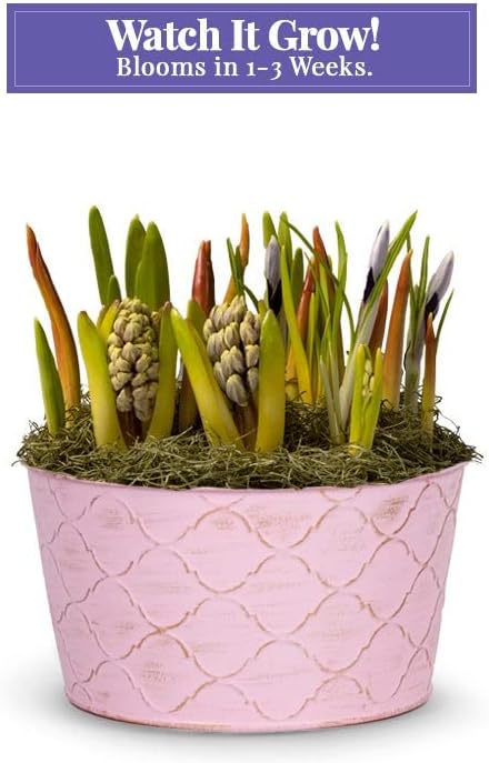 From You Flowers - Fuchsia Favorite Bulb Garden for Birthday, Anniversary, Get Well or Celebration