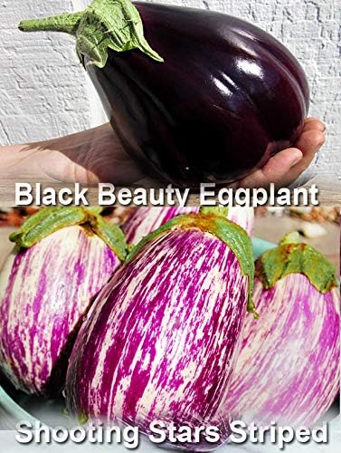 Please Read This is A Mix 30 Eggplant Mix Seeds 11 Varieties Heirloom Non-GMO Aubergine, Asian, European, Italian, White, Profilic, Super Delicious, from USA Solanum melongena