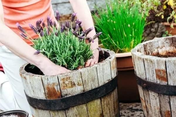 Gardenera Moisture Control Potting Mix - Perfect for Indoor and Outdoor Container Gardening! - 3 Quart