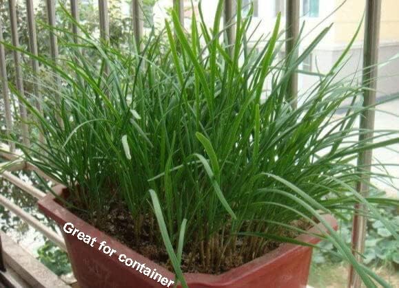 2026 Early Bird-Garlic Chive Seeds for Planting. Heirloom,Non-GMO.Vegetable Seeds for Planting, Herb Seed for Home Herb Garden or Indoor Garden,Hydroponic Pods Plant Seeds-韭菜Chinese Chive Seed,1g