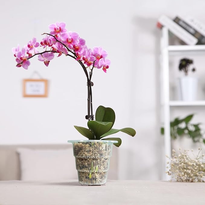 4 inch Clear Orchid Pots with Holes and Saucers for Repotting,Pack of 4,Small Plastic Orchid Planters Provide Good Air Circulation,Nursery Pots for Succulents,Herbs,Aloes,Mint
