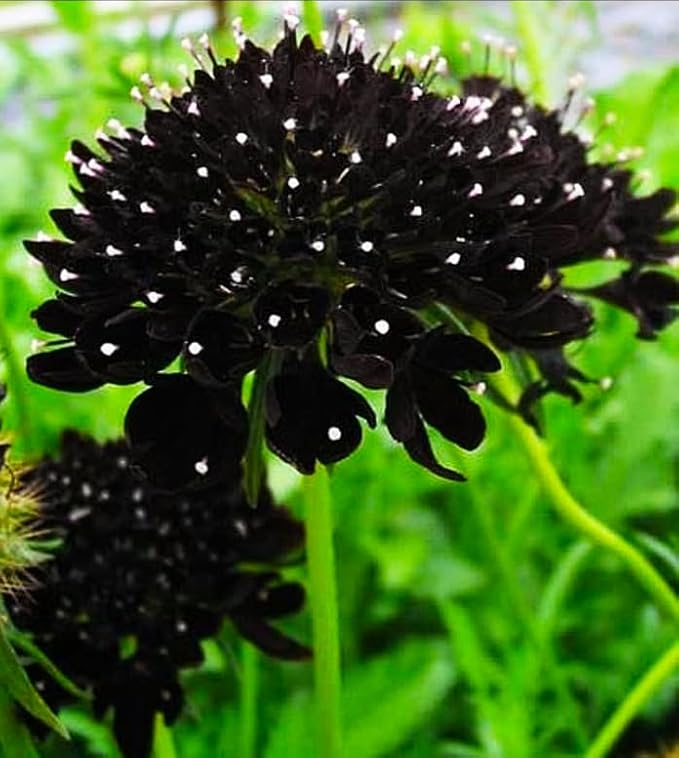 Double Purple Scabiosa Seeds - 100 Pcs Perennial Pincushion Flower Seeds