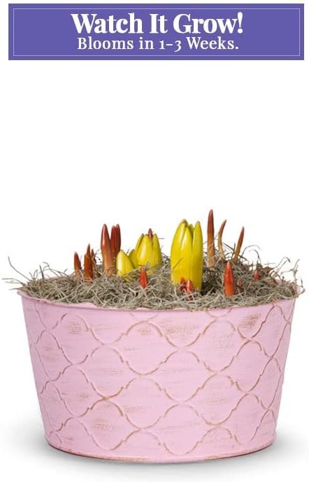 From You Flowers - Fuchsia Favorite Bulb Garden for Birthday, Anniversary, Get Well or Celebration