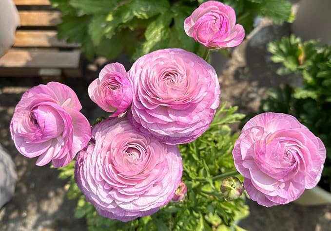 10pcs Peony Ranunculus Bulbs Mixed Corms Flower Bulb Garden Blooms Planting (Mixed)