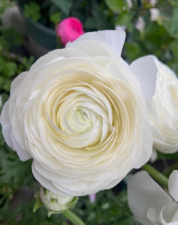 10pcs Peony Ranunculus Bulbs Mixed Corms Flower Bulb Garden Blooms Planting (White)