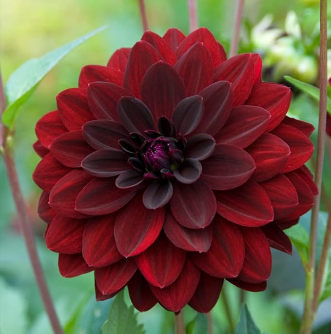 Votaniki Arabian Night Flowering Dahlia Bulbs - Dark, Almost Black, Long-Blooming and Hardy Dahlia Flowering Bulbs | Semi-Double to Double Blooms Arabian Night Dahlia Roots (6 Pack)