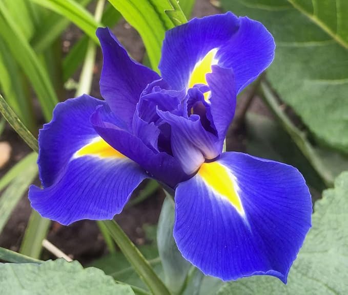 Blue Magic Dutch Iris Bulbs - Perfect Cut Flower Variety, Blue Magic Iris Bulbs for Planting - Sweet Fragrance Iris Flowering Plant (30 Pack)