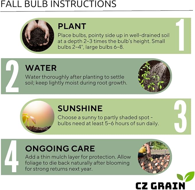5 Dark Purple Allium Bulbs - Blooming Onion, Perennial Garden Flower - Fall Bulbs That Make Giant Round Purple Flowers
