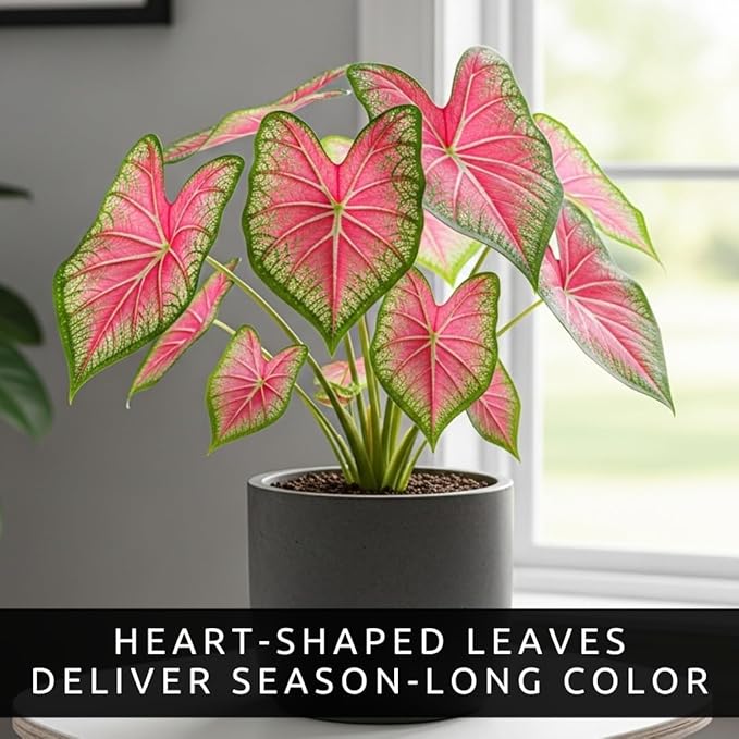 Pink Princess Caladium Bulbs for Planting - Beautiful Spotted Leafs Stand Out - Perennial Hosta, Elephant Ears, Fancy (2 Bulbs)