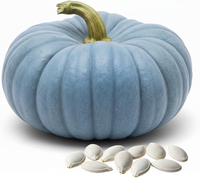Exotic Blue Pumpkin Seeds | 20 Seeds Packet | Blue Jarrahdale Pumpkin Seeds