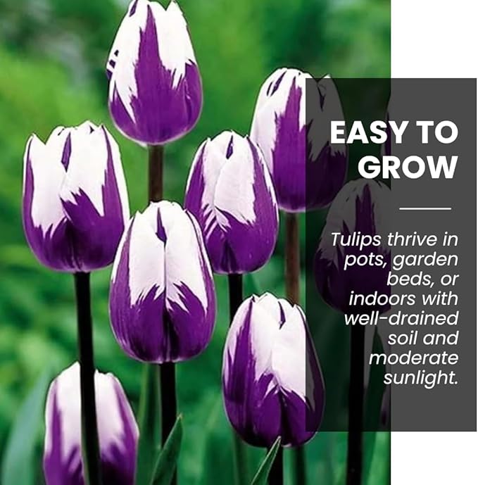 Pre-Chilled Purple Flaming Flag Tulip Bulbs – Set of 4 - Force Indoors in Winter or Plant Outdoors | Cheerful Winter Flowers - Early Spring Blooms, Vibrant Purple Flowers, Holiday Gift for Gardeners
