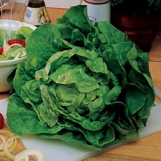 Park Seed Sow Effortless Collection Seed Tape – Buttercrunch Lettuce, 15 Feet – Easy DIY Planting, Crisp and Tender Bibb-Type Variety, Cool-Season Favorite, No Thinning Needed, Ready in 65 Days