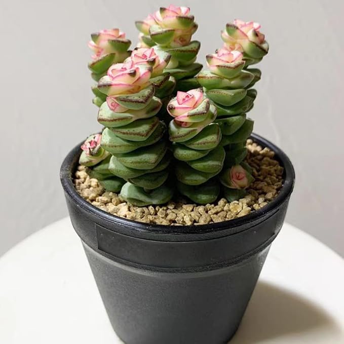 YISZM Succulent and Cactus Maifanitum Stones Garden Accessorie Rocks Pumice for Indoor Plants, Bonsai, Fairy Gardening, Vases Fillers, Terrarium, 2lb