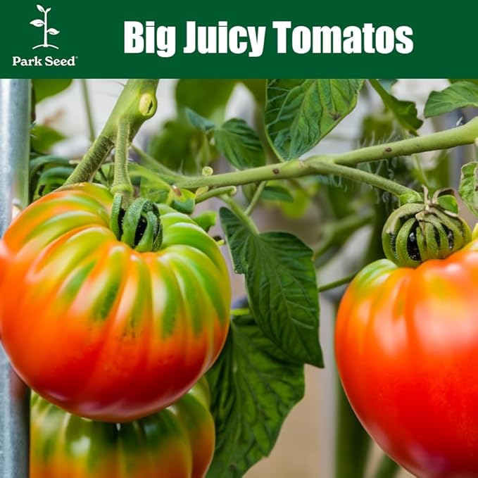 Park Seed Variety of Tomato Seeds, Planting Vegetables, Easy to Grow, Non-GMO, Perfect for Harvesting, Park's Legacy, Pack of 20