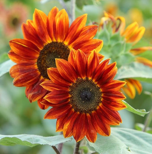 Sunflower Mix Seeds for Planting - 50 Heirloom Non GMO Autumn Beauty Flower Seeds Plant & Grow Home Outdoor Annual Garden - 1 Packet