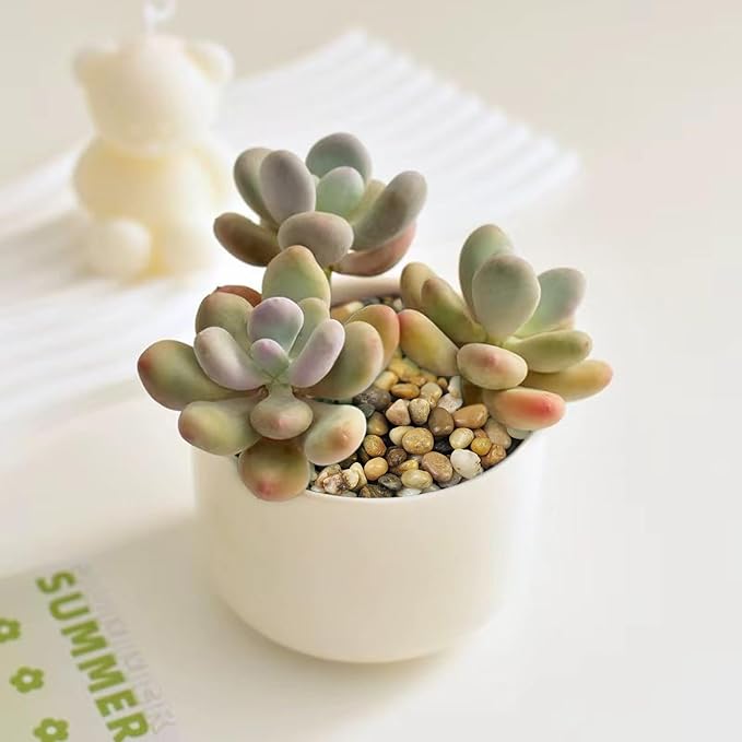 FANTIAN 5 lbs Polished Pebbles, 3/8 Inch Pea Gravel for Plants, Decorative Stones River Rocks for Succulent Soil Cover, Cactus, Aquarium, Vase and Outdoor Garden Landscaping