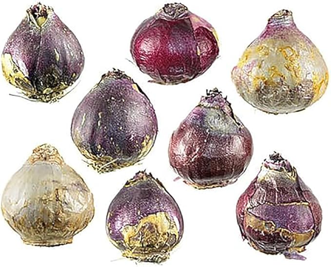 10 Large Mixed Hyacinth Bulbs - 16-17 cm, Includes Purple, Blue, White, Pink, Yellow, Orange, Peach & 10 Varieties for a Stunning Spring Garden