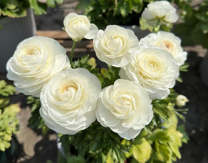 10pcs Peony Ranunculus Bulbs Mixed Corms Flower Bulb Garden Blooms Planting (White)