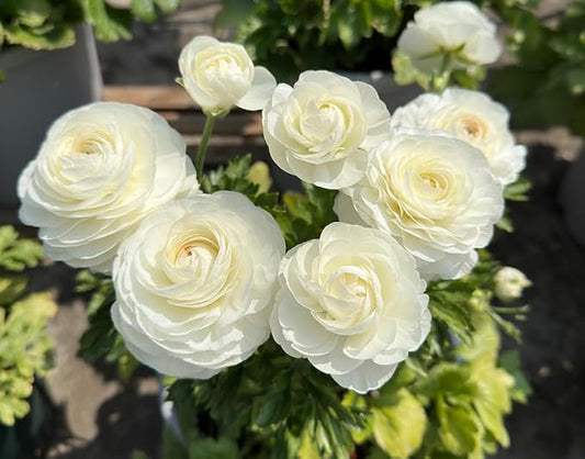 10pcs Peony Ranunculus Bulbs Mixed Corms Flower Bulb Garden Blooms Planting (White)