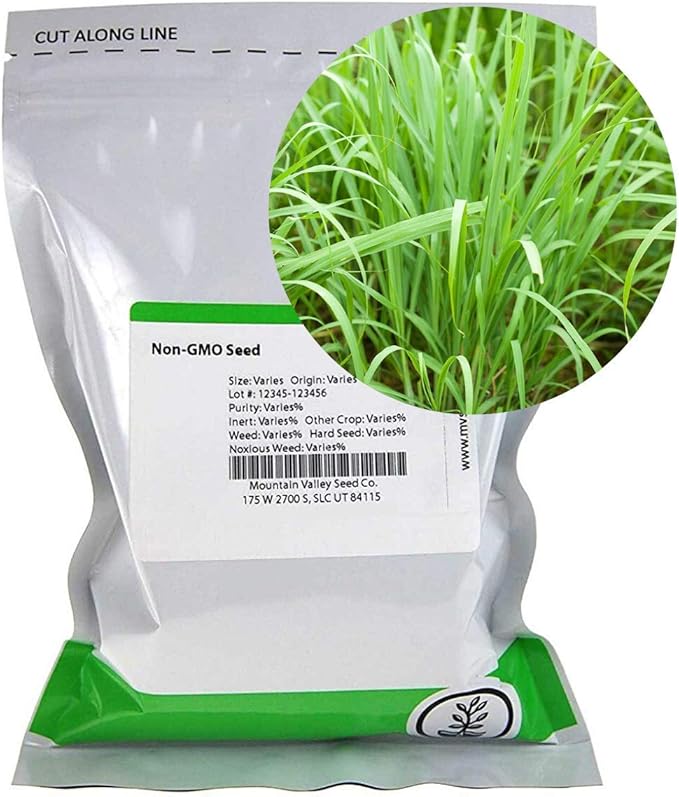 Lemon Grass Seeds - 1 Oz - Non-GMO, Heirloom Culinary Herb Garden Seeds - Cymbopogon flexuosus