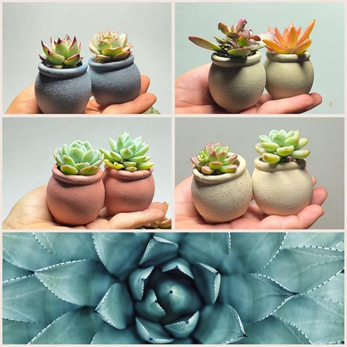 Wide Round Belly 12-Pack Rustic Boho Succulent Pots with Drainage - 4cm/1.6" Unglazed Rough Ceramic Planters, Matte Speckled Finish Mini Pots for Root Control & Modern Home Decor (Sage Green)