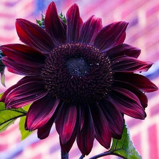 Sunflower Seeds for Planting – Plant & Grow Heirloom Chocolate Cherry Sunflowers in Home Outdoor Garden - Planting Instructions for Vibrant Blooms - Great Gardening Gift, 5 Packets