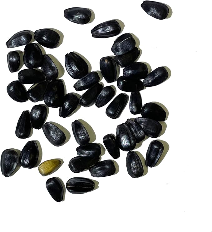 Seed Needs Procut Red Sunflower Seeds for Planting Burgundy Sunflowers - F1 Hybrid Flowers Great for Cutting in Bouquets & Floral Arrangements (5 Packs)
