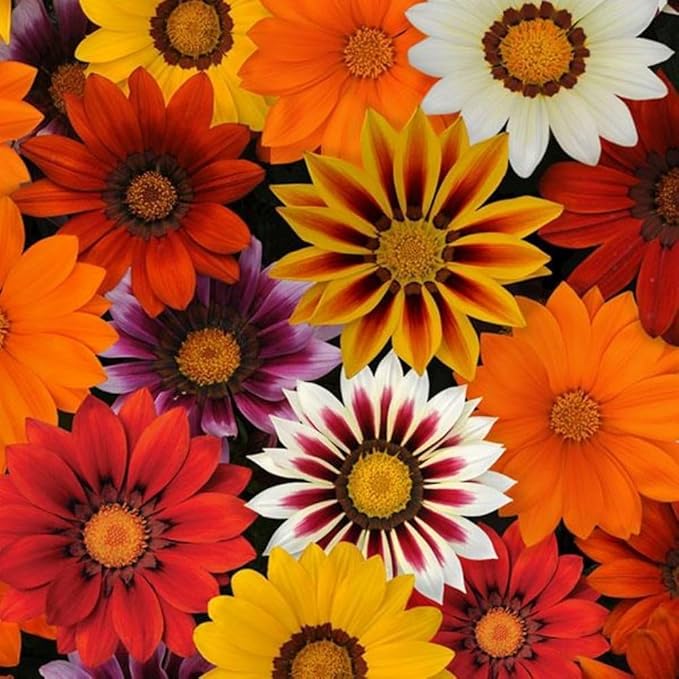 Gazania Rigens Seeds: 300 PCS Premium Mix – Heat-Tolerant, Ornamental Flowers Long-Blooming Hardy Annual for Patio, Garden Landscaping & Rock Gardens
