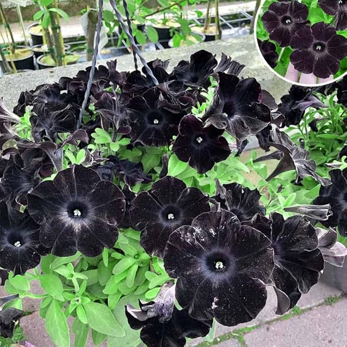 300+ Draw Black Velvet Petunia Flower Seeds for Planting - Heirloom Rare Petunia Flower Seeds for Home Garden