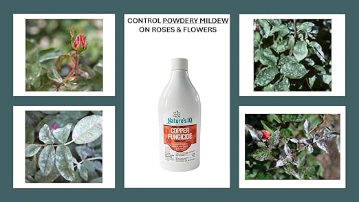 Nature's IQ Copper Fungicide. Controls powdery Mildew, Black spot, and Rust! for use on Roses, Flowers, ornamentals, Fruits, Vegetables, and lawns. 2-16oz Bottles(Twin Pack)
