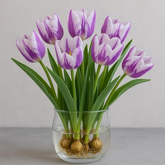 Pre-Chilled Purple Flaming Flag Tulip Bulbs – Set of 4 - Force Indoors in Winter or Plant Outdoors | Cheerful Winter Flowers - Early Spring Blooms, Vibrant Purple Flowers, Holiday Gift for Gardeners