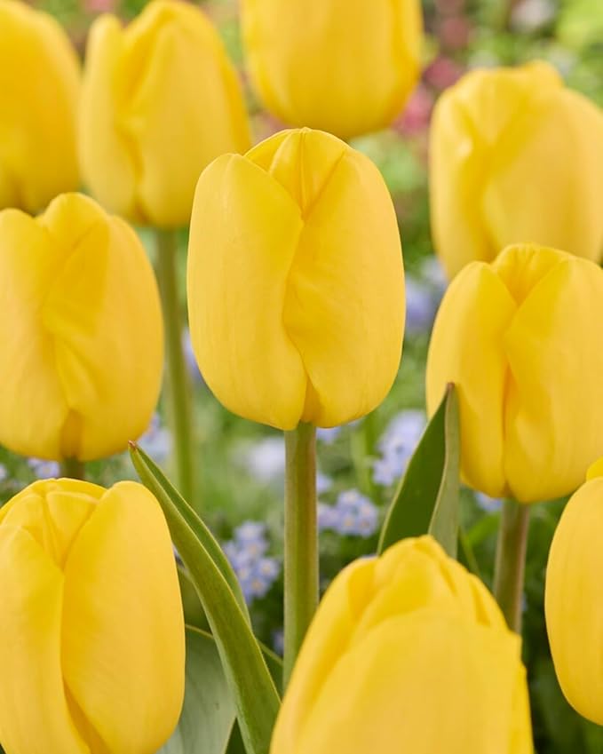 Pre-Chilled Tulip Bulbs – Set of 4 Bulbs | Ready to Force Indoors or Plant Outdoors (Yellow Sun)
