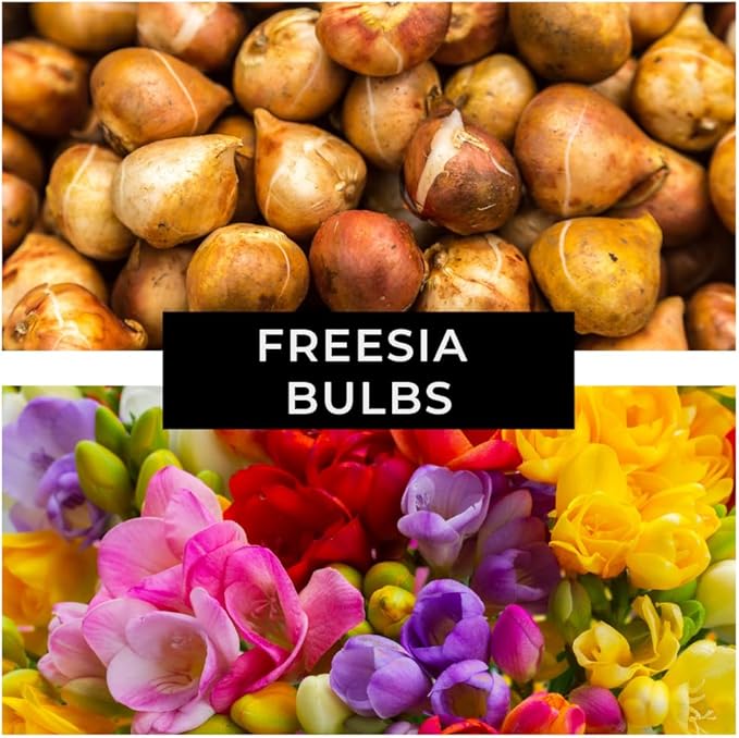 Freesia Mixed Colors Bulbs for Spring Planting - 10 Bulb Mix Pack - Large Healthy Bulbs - Great for Container or Outdoor Growing