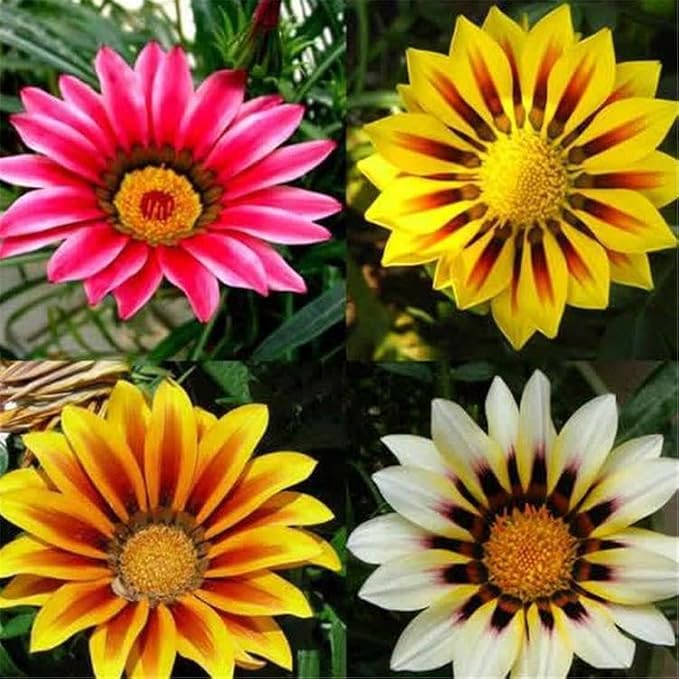 Gazania Rigens Seeds: 300 PCS Premium Mix – Heat-Tolerant, Ornamental Flowers Long-Blooming Hardy Annual for Patio, Garden Landscaping & Rock Gardens