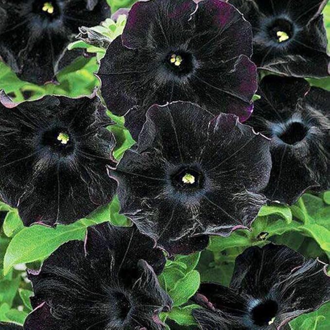 300+ Draw Black Velvet Petunia Flower Seeds for Planting - Heirloom Rare Petunia Flower Seeds for Home Garden
