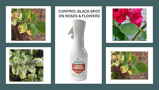 Nature's IQ Copper Fungicide. Innovative Spray Mist Technology. Controls powdery Mildew, Black spot, and Rust! for use on Roses, Flowers, ornamentals, Fruits and Vegetables. Ready-to-use 20 oz. (2)