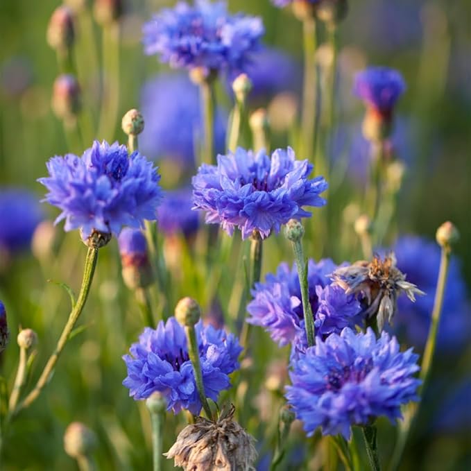 2007+ Mixed Cornflower Seeds for Planting Dwarf Colorful Cornflower Seeds Perennial Corn Flower Seed Non-GMO Heirloom Plant Seed Gardens Outdoors