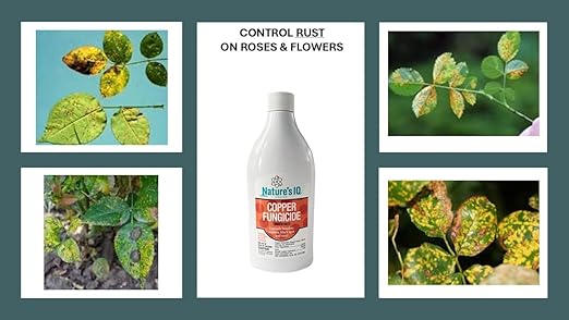 Nature's IQ Copper Fungicide. Controls powdery Mildew, Black spot, and Rust! for use on Roses, Flowers, ornamentals, Fruits, Vegetables, and lawns. 2-16oz Bottles(Twin Pack)