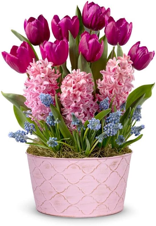 From You Flowers - Fuchsia Favorite Bulb Garden for Birthday, Anniversary, Get Well or Celebration
