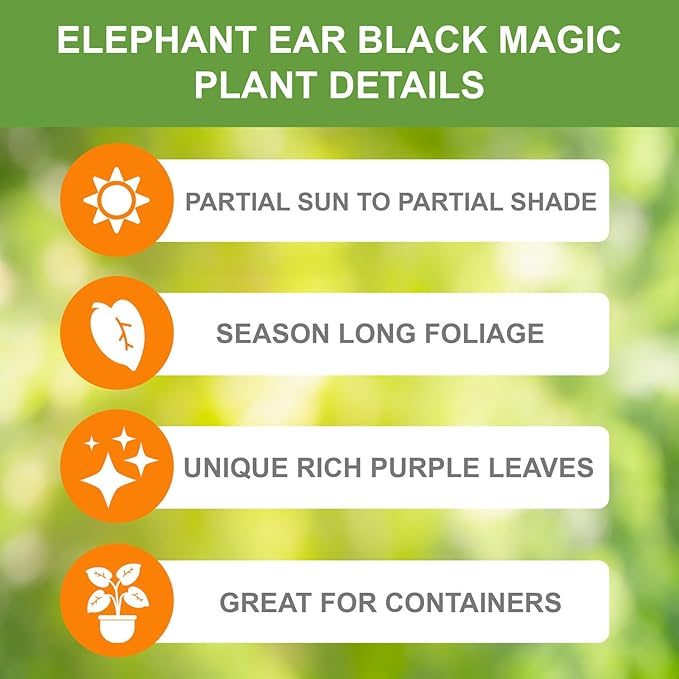 Garden State Bulb Premium Black Magic Elephant Ear Bulbs, 7/9 inches, Spring Planting (Bag of 8)