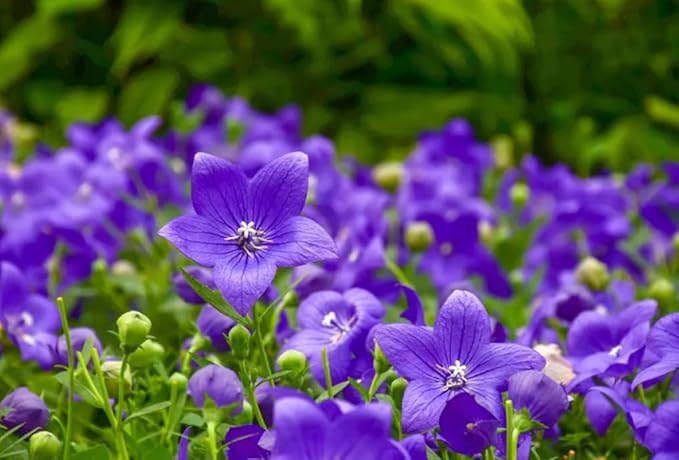 50PCS Balloon Flower Platycodon Grandiflorus Seeds Non-GMO Flower Seeds