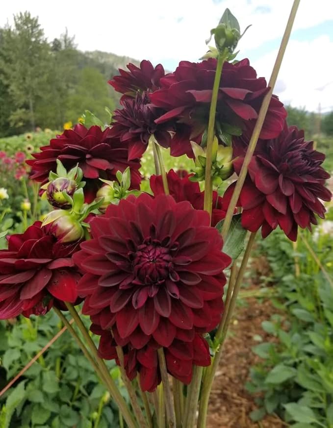 Votaniki Arabian Night Flowering Dahlia Bulbs - Dark, Almost Black, Long-Blooming and Hardy Dahlia Flowering Bulbs | Semi-Double to Double Blooms Arabian Night Dahlia Roots (2 Pack)