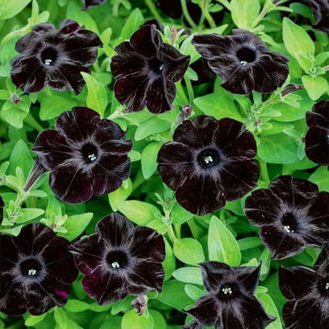 300+ Draw Black Velvet Petunia Flower Seeds for Planting - Heirloom Rare Petunia Flower Seeds for Home Garden
