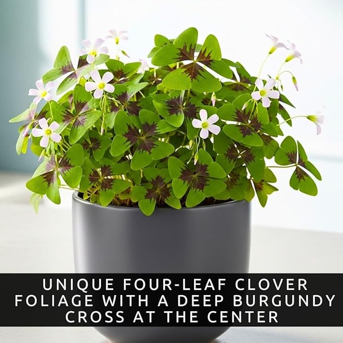Iron Cross Shamrock Bulbs - 20 Bulbs to Plant - Good Luck Plant - Fast Growing Year Round Color Indoors or Outdoors - Oxalis Shamrock Bulbs